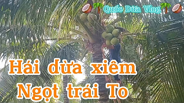 Hái dừa xiêm ngọt trái siêu to #quocduavlog