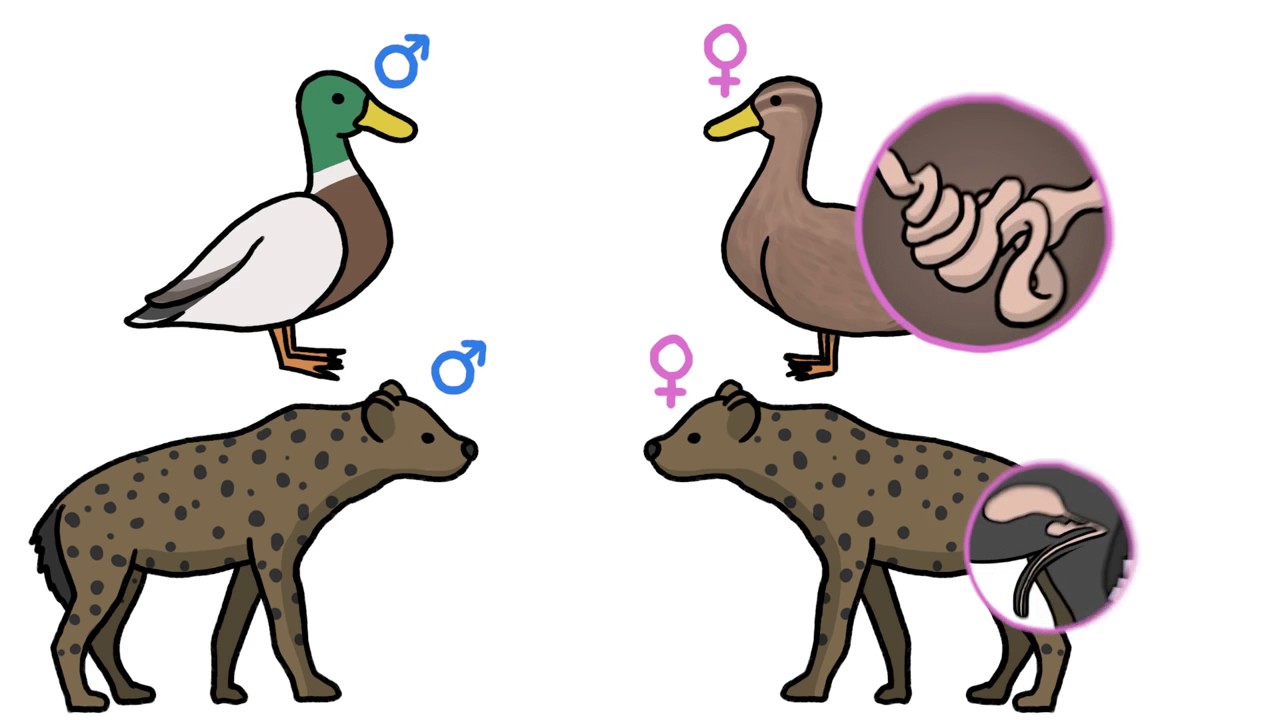 Males vs  Females  Sexual Conflict