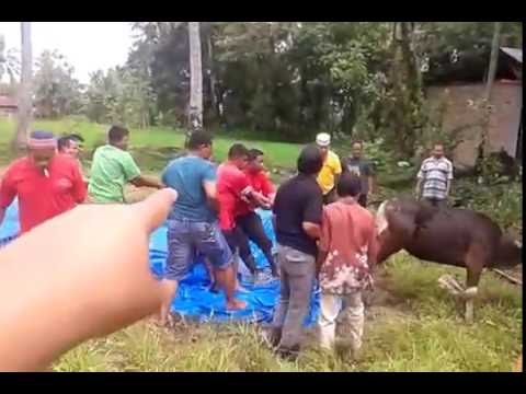 Rugi ga nonton!! sapi kurban mengamuk, dan sempat  Rugi ga nonton!! sapi kurban mengamuk, dan sempat