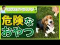 【獣医師解説】意外と知られていない!?犬のおやつの選び方（犬/おやつ）