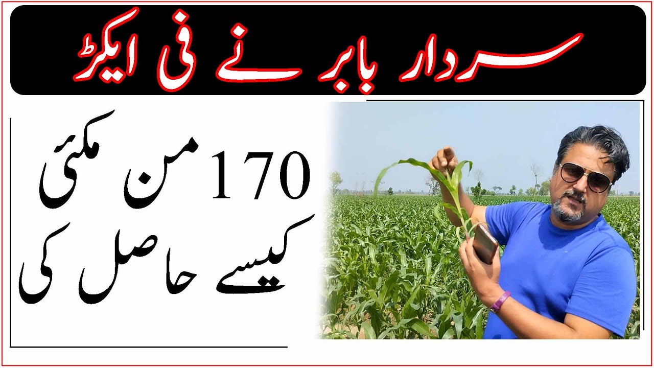 170من مکئی دانہ فی ایکڑ| Sardar Ibrar best maize sowing practices|How to get higher maize yield|