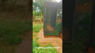 New Snail Greenhouse at Oboadaka: A Peek into the World of Greenhouse Farming