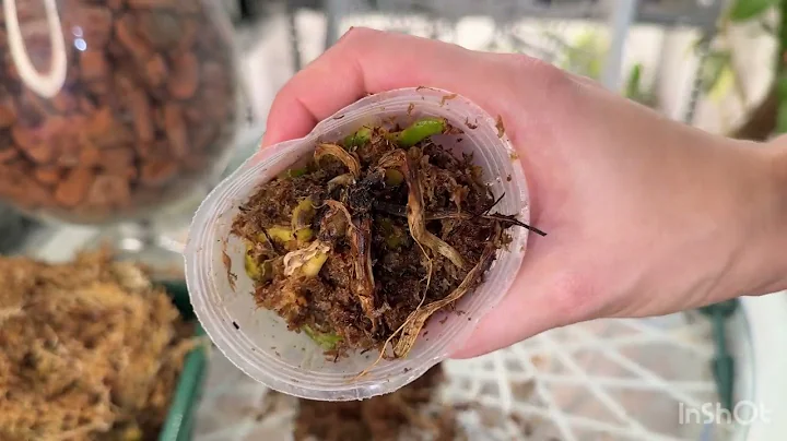 I was digging around in the trash, a hot video of me chopping up a stump and planting a baby