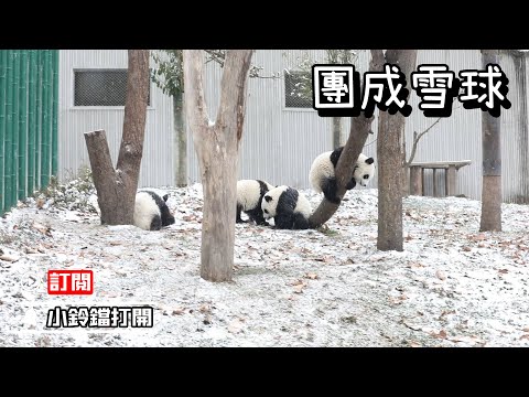 《熊貓早晚安》大熊貓打雪仗需不需要搓雪球？ | iPanda熊貓頻道