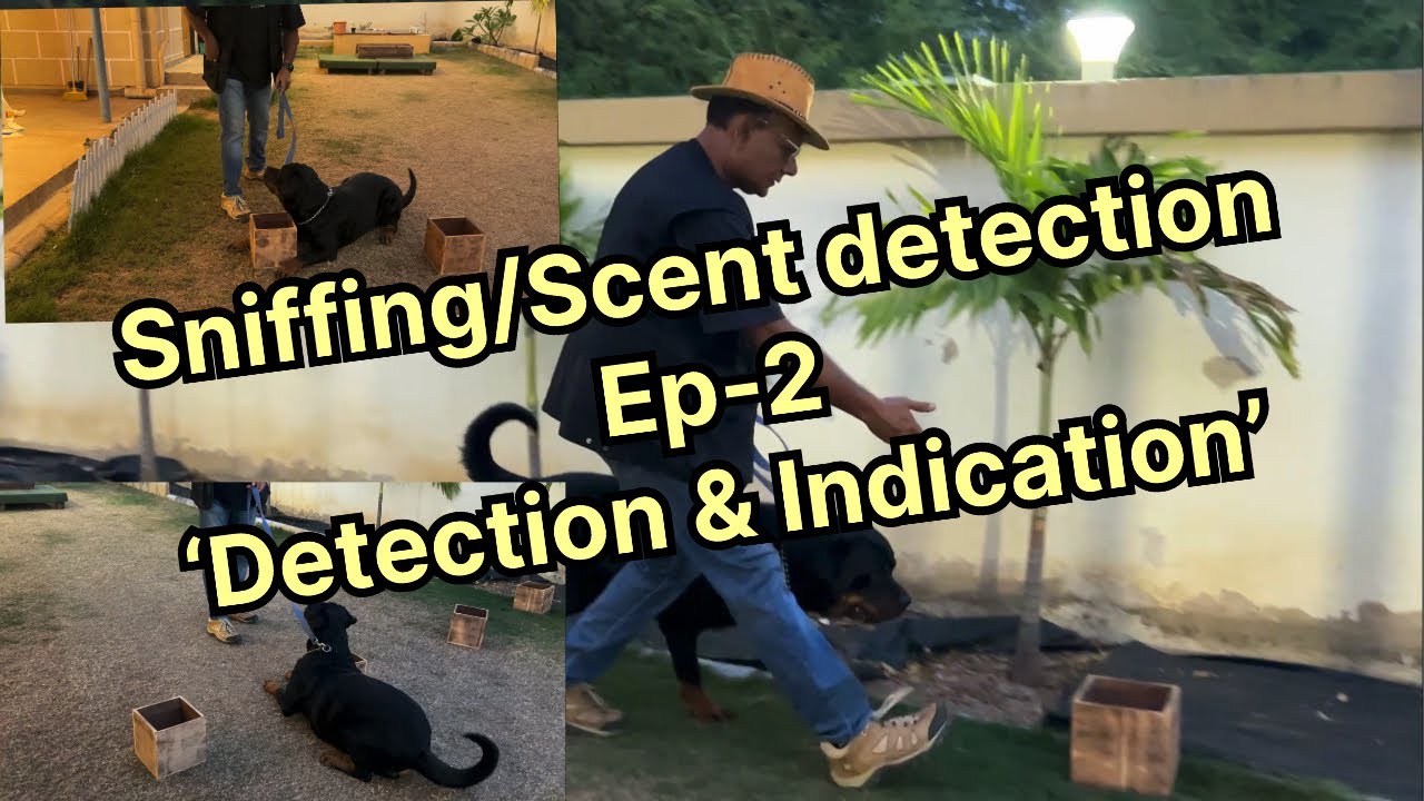 Sniffing/Scent Detection Training Part-2 'Detection & Indication'