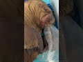 like a baby #walrus #cute #animals #funny