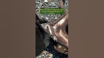 Root Balls & Twisting Trees at the Wrack Line