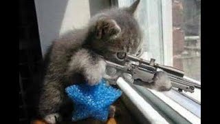 ЛУЧШИЕ ПРИКОЛЫ с котами Самые смешные видео про кошки и коты Подборка приколов на канале ПРИКОЛЫ Т ЛУЧШИЕ ПРИКОЛЫ с котами Самые смешные видео про кошки и коты Подборка приколов на канале ПРИКОЛЫ Т