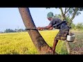 Local Secrets REVEALED: Climbing Toddy Palm Trees Safely Collection by Senile Grand Father!