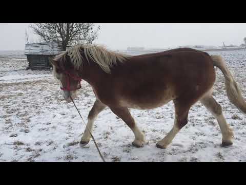 Video: Kaip Ilgai Gyvena Arkliai
