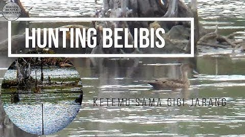 hunting punai dan belibis , belibisnya milyaran gaess, stttss ada buaya di spot ini
