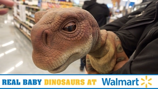 REAL BABY DINOSAURS at WALMART!