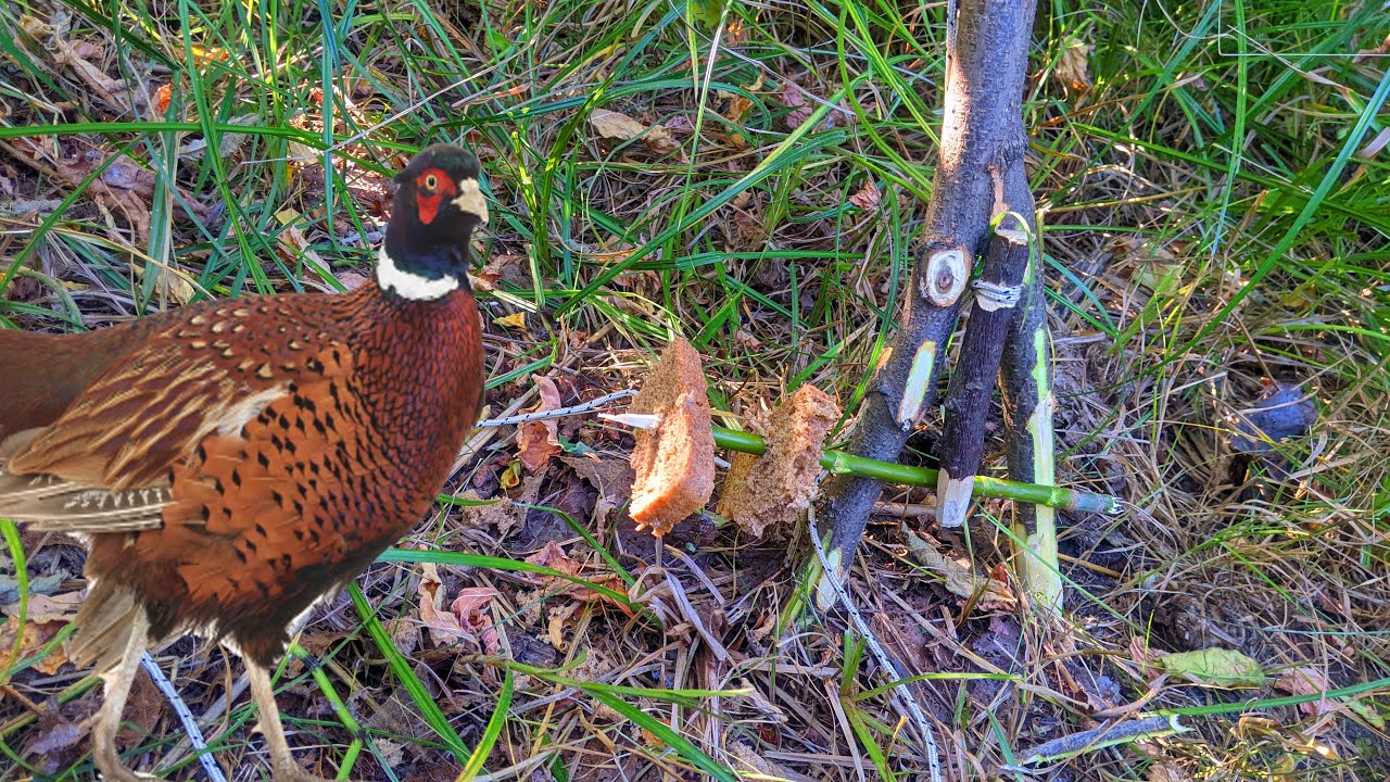 No-Fail Pheasant Trap - YouTube