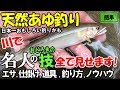 天然鮎釣りで爆釣!名人がある撒き餌をしたら鮎が狂って釣れまくった技の全て【前編】