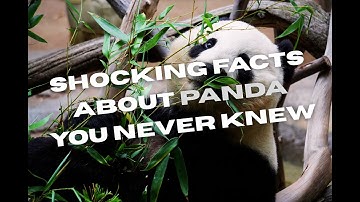 Shocking Facts About Panda You Never Knew