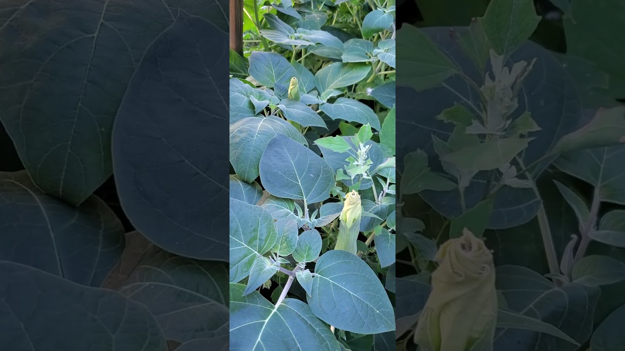 What is Moonflower or Moon lily? 