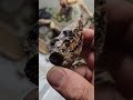 #rockhounding #pyrite #pyritecubes #treasure