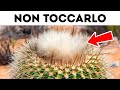 Se Vedi Questo nel Deserto, Non Avvicinarti!