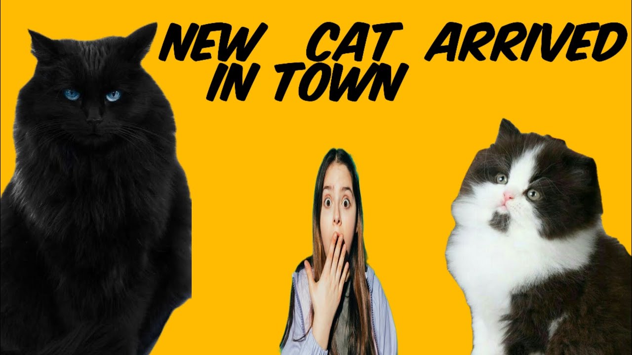 humara pss nai cats aii | bitu ki beti benzoo - YouTube