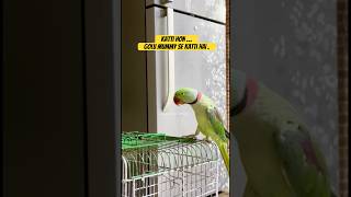 Golu Kyun Katti hai ? Ap bataeye.. #talking #talkingbird #talkingparrot #alexander #goluandmimmi