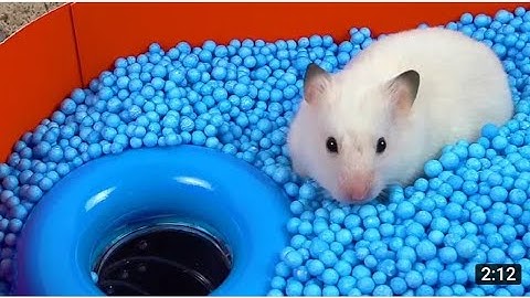 Pool Maze for Hamster - Rainbow Pyramid Maze | Rat Video | #wildlife#animals