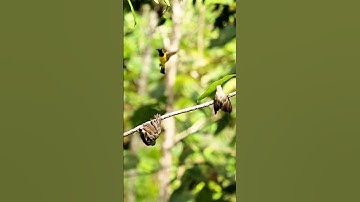 Mikat burung masteran burung sogok ontong #shorts #sogon #birds