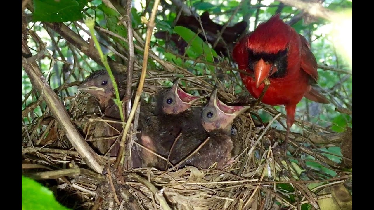 Baby Cardinals Being Fed And Raised 1080P