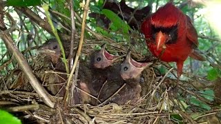 Baby Cardinals Being Fed and Raised 1080p
