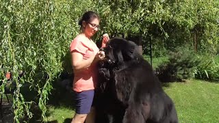 Some ice cream for my Newfoundland dogs