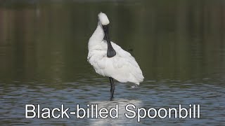 New Zealand Birwatching Of The Week - Black Billed Spoonbill ( Video Filmed By Yang Edwin )