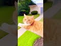 Bro Said “Meow” With Full Confidence 😭    #funnycats #catoftiktok #funnyvideo #catlover #usa🇺🇸