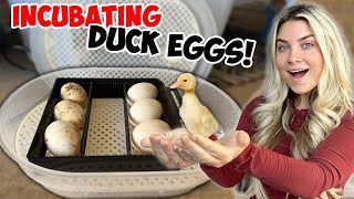 INCUBATING MY DUCKS EGGS TO HATCH OUT!