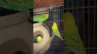 1 Male 2 Tcb female #shorts #shortvideo