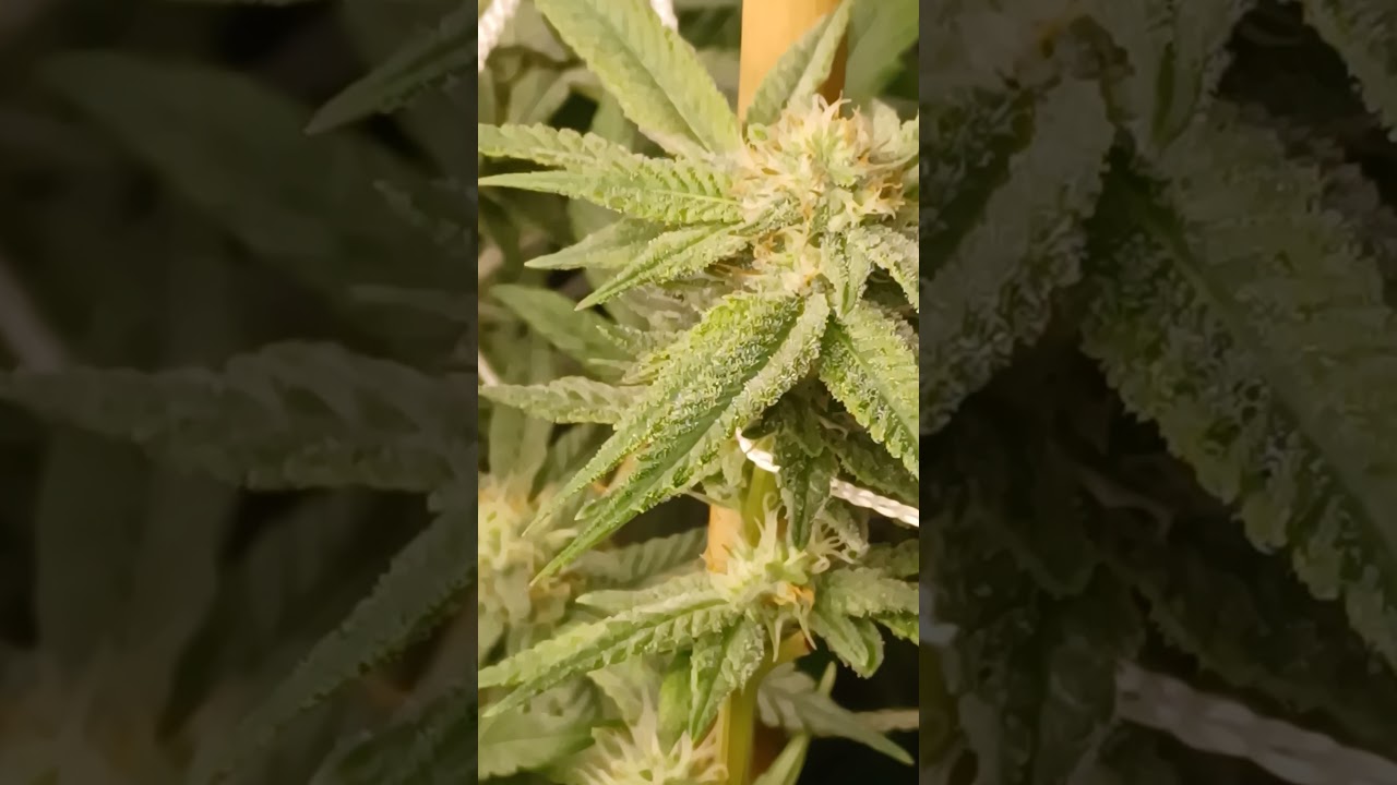 Oreos #3 ,Moneybagg Runtz , Gooda Berry, Pink Ether Runtz & Acia Loco F1 in the middle