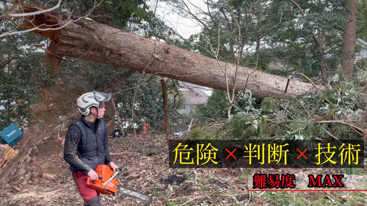 プロの特殊伐採】高所作業の極限！裂けた木を安全に倒すプロの技術