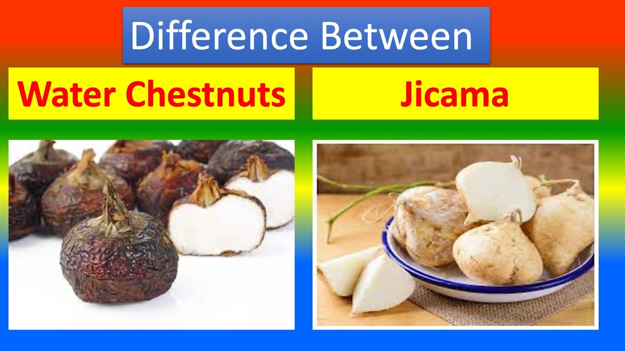 Differences Between Medical And Health Benefits Of Water Chestnuts and