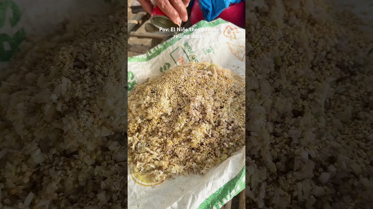 El Nino but you are raising ducks. Para hindi mamatay sa gutom 