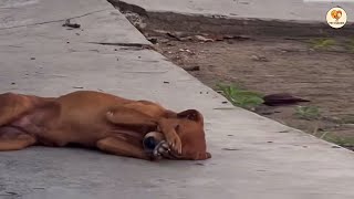 Download lagu He Cried In Every Sleep, Until Vet Realized What He Went Through And Hugged Him