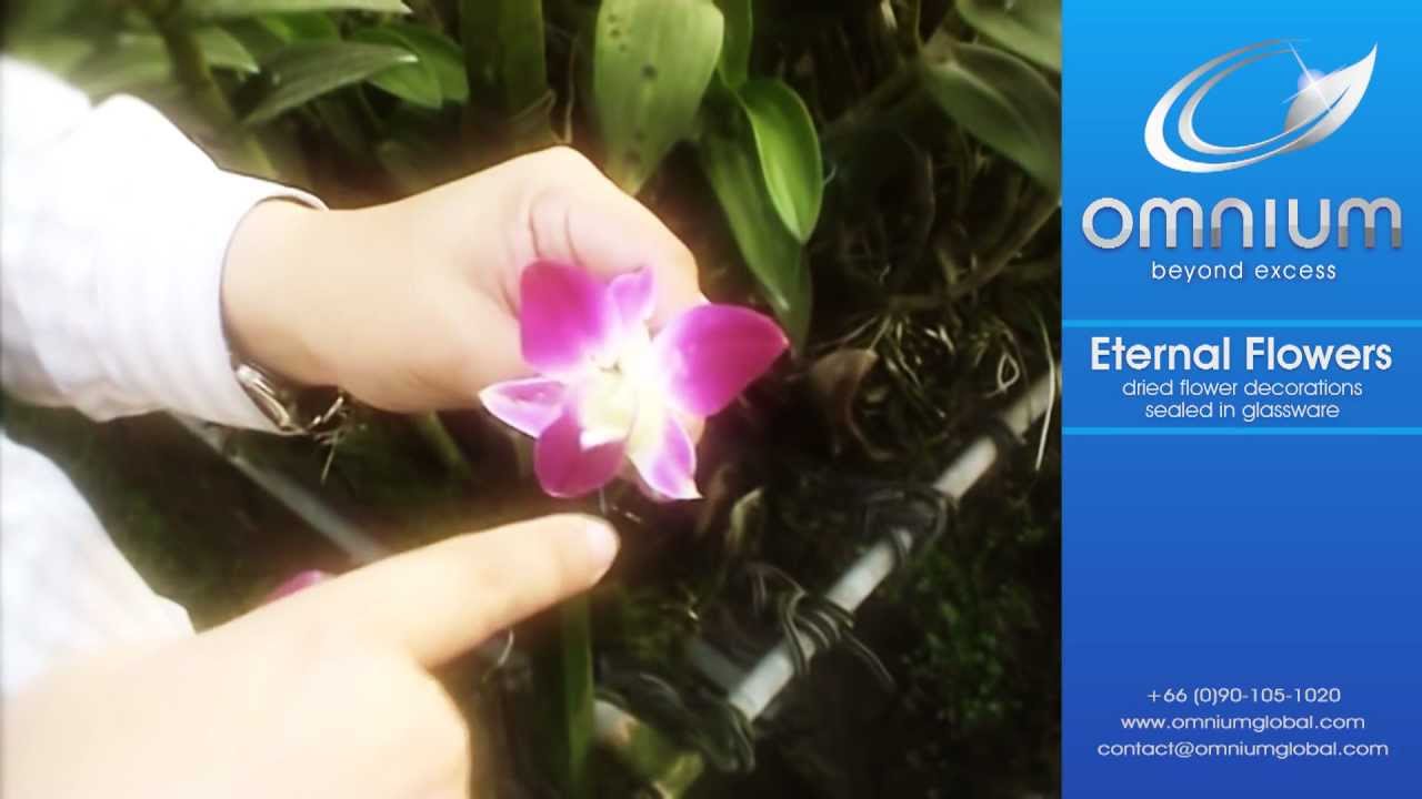 Eternal Flowers Introduction Video YouTube