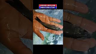 Black Curp Fish Seeds | Assam Fish Hatchery | Fish Farming #shorts #fishfarmingbusiness #fishfarming