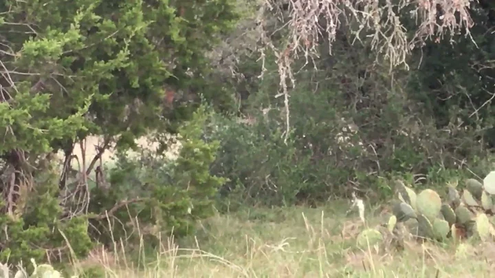 The deer stopping meh