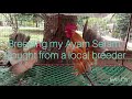 MY PETS | AT THE FARM | BANTAM | SERAMA | OEG | SEGUN | TURKEY