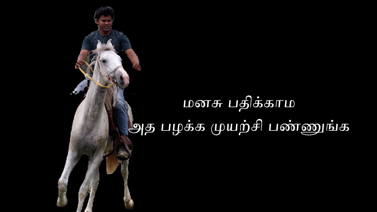 DAY5 PART2 DHEERA COLT TRAINING SERIES #indianhorse #marwarihorse #nukra #stallion #horse