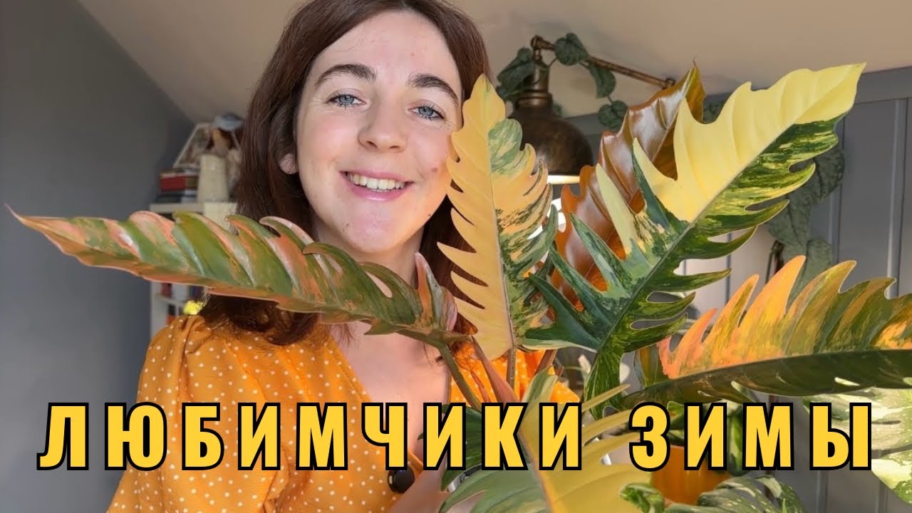 10 ЛЮБИМЫХ РАСТЕНИЙ ЗИМЫ❤️Показываю, рассказываю про уход и особенности содержания. 