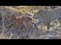Mating Leopards kill Nyala