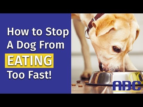 Video: Hoe een hond te stoppen met te snel eten: tips om bloat te voorkomen