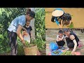 Single mother: planting rice to stabilize food, harvesting canarium fruit to sell at the market