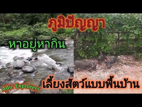 ภูมิปัญญา--ทำมาหากิน----------