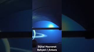 Roketle Uzayda Gezegenden Gezegene Gezinmek #uzay #uzaybilimi #uzaykeşfi #roket #uzaydaseyahat #zoo