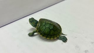 THIS TURTLE IS VERY ACTIVE ❤